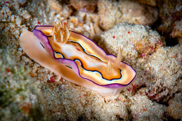 Coi’s Goniobranchus Nudibranch With Distinctive Orange Spots © Leon Burda