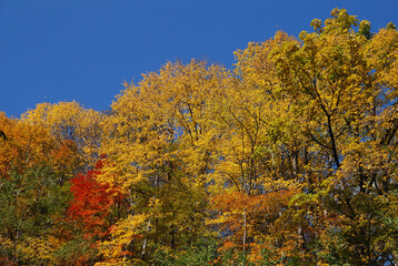 Fototapeta premium Autumn in the Minami Shiga Kogen area of ​​northern Shinano, with autumn leaves at their peak and clear autumn weather viewed from the car window during a drive / 秋の北信濃 南志賀高原エリア，ドライブ中の車窓から眺める紅葉と秋晴れの晴天