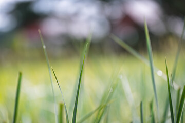 Green grass on dunes at Baltic sea coast.
