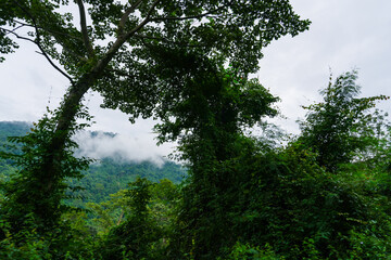 View of the mist after a rain in Khao Yai, Nakhon Ratchasima, Thailand