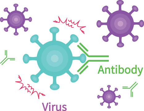 Antibodies neutralize viruses english transparent background