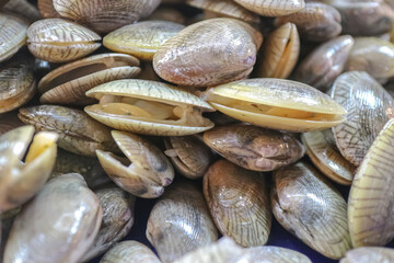 Fresh undulated surf clams displayed at a seafood market, with some shells slightly open showing glossy raw meat. Ideal for culinary content, sustainable seafood themes, and healthy protein visuals.