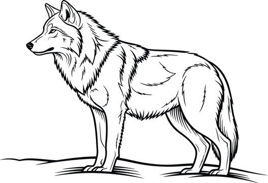 Majestic wolf standing alert in a black and white line art illustration style