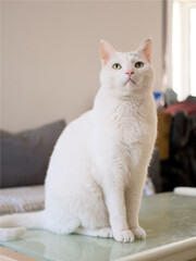 White cat sitting on a coffee table indoors