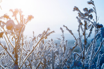 A birch forest in winter, covered in frost, against the backdrop of a blue sky at sunset
