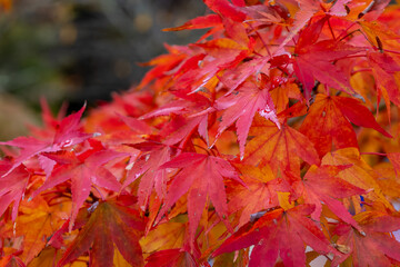 日本周遊　霧の中の別子の山々