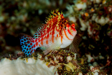 Dwarf Hawkfish Resting on Coral Reef Branches