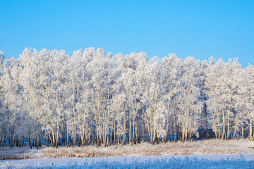 A birch forest in winter, covered in frost, against the backdrop of a blue sky at sunset