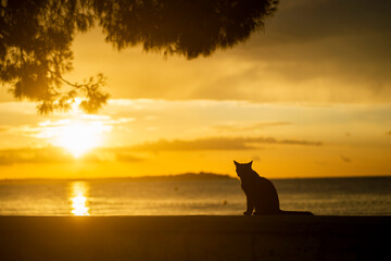 Silhouette of a black cat on the seaside
