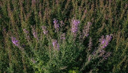 Obraz premium A thriving thyme shrub in full bloom, enhancing garden beauty and promoting a healthy environment