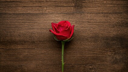 Red rose on a wooden surface, symbol of love and affection, Valentine's Day