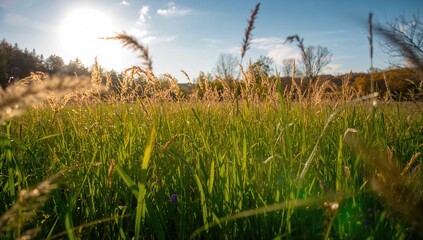 High-resolution photo of lush green grass in a meadow during fall