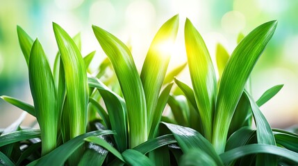 Obraz premium Blue sky horizon over green field with glowing sunlight reflections across fresh morning grass