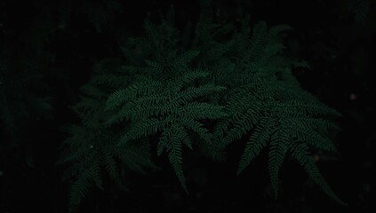 Dark green foliage on a black background, ideal for editorial headers