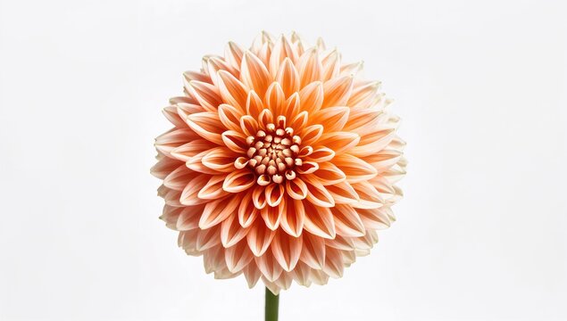 Single Orange and White Chrysanthemum Flower on a White Surface, Suitable for Floral Design
