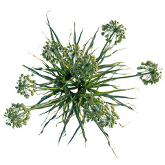 Allium siculum tree plan, top view, cutout, transparent background, isolate, Overhead shot shows a vibrant green Allium plant in full springtime bloom