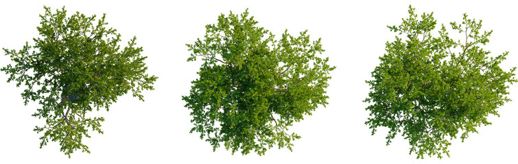 Argania spinosa tree plan, top view, cutout, transparent background, isolate, Three lush trees ready for landscape design, bring nature to your scene © DH Tree Stock