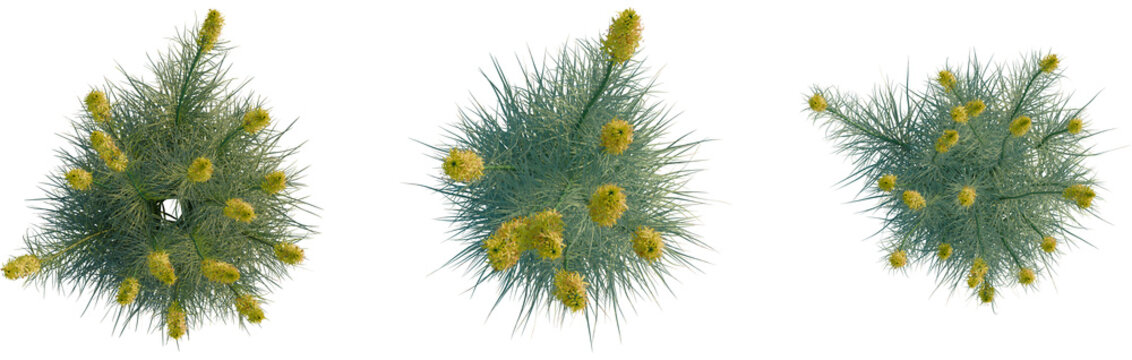 Asphodeline lutea tree plan, top view, cutout, transparent background, isolate, Three banksia plants with vibrant yellow flowers aerial top down view
