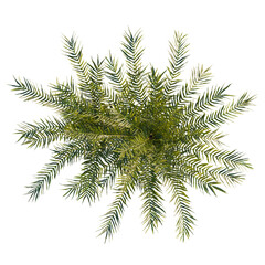 Blechnum gibbum tree plan, top view, cutout, transparent background, isolate, Lush greenery of a tropical phoenix palm tree, perfect for design needs