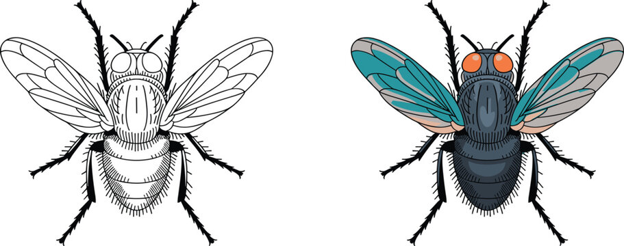 Detailed fly illustration, insect anatomy artwork, biological drawing comparison, colored and outline versions, high-resolution entomology graphic, scientific insect study image