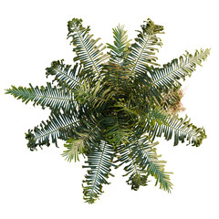 Howea forsteriana tree plan, top view, cutout, transparent background, isolate, Lush green fern plant overhead view for botanical designs and templates © DH Tree Stock