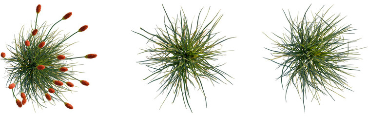 Kniphofia uvaria tree plan, top view, cutout, transparent background, isolate, Vibrant torch lily plants showcase natural beauty and botanical elegance