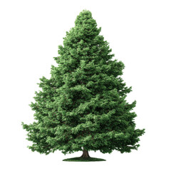 Lush green evergreen tree png pine png conifer png forest png nature png botanical png foliage png outdoor png tall png plant png transparent background image [memory:6]