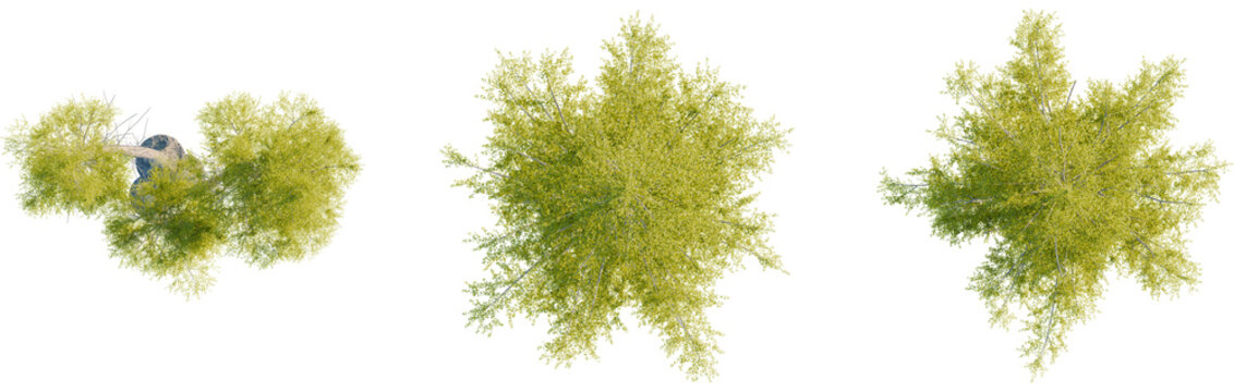Larix laricina tree plan, top view, cutout, transparent background, isolate, Lush tree canopies offer a vibrant, organic element for design projects