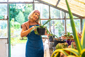 Senior woman gardening aloe vera plant in greenhouse