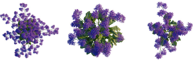 Limonium perezii tree plan, top view, cutout, transparent background, isolate, Gorgeous purple flowers and foliage design elements for creative projects © DH Tree Stock