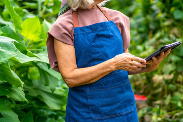 Senior woman farmer using tablet for smart farming
