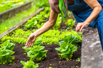 Fototapeta premium Woman tending fresh lettuce plants in organic garden