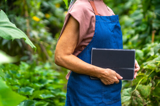 Gardener woman holding tablet analyzing plants in garden