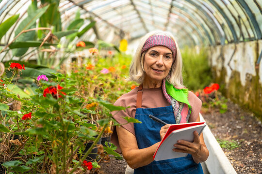 Senior woman gardening in greenhouse checking plants