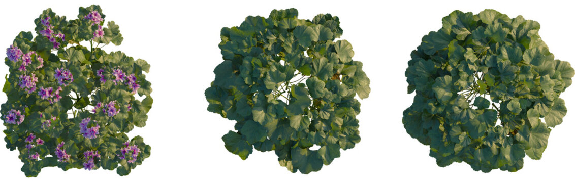 Malva sylvestris tree plan, top view, cutout, transparent background, isolate, Three vibrant geraniums offer lush greenery and floral charm for gardens