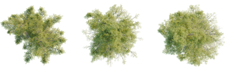 Picea mariana tree plan, top view, cutout, transparent background, isolate, Lush tree canopies overhead view for architectural visualizations