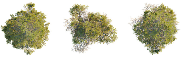 Pinus contorta tree plan, top view, cutout, transparent background, isolate, Lush green tree canopies from above, perfect for landscape designs