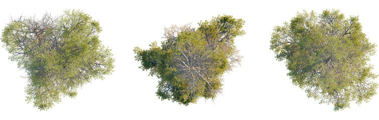 Pinus contorta tree plan, top view, cutout, transparent background, isolate, Elevated landscaping view with vibrant trees for architectural plans © DH Tree Stock