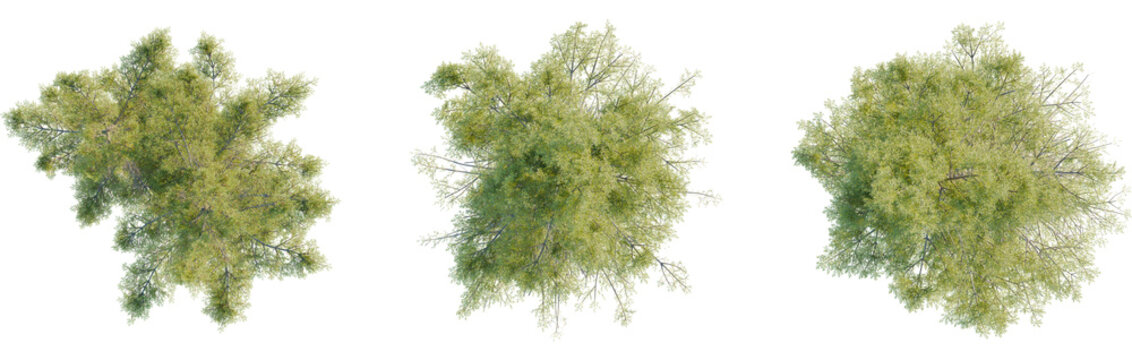 Picea mariana tree plan, top view, cutout, transparent background, isolate, Lush tree canopies overhead view for architectural visualizations