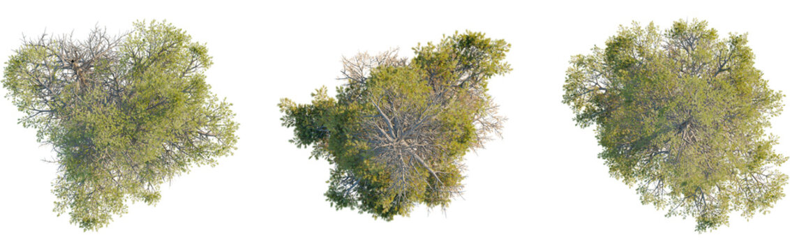 Pinus contorta tree plan, top view, cutout, transparent background, isolate, Elevated landscaping view with vibrant trees for architectural plans