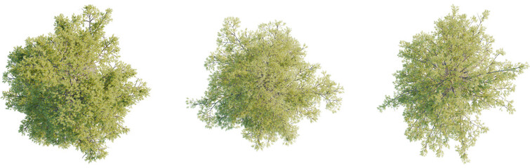 Pinus lambertiana tree plan, top view, cutout, transparent background, isolate, Overhead view showcases lush green tree canopy for landscape design © DH Tree Stock