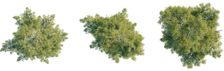 Pinus strobus tree plan, top view, cutout, transparent background, isolate, Lush treetop views offer peaceful nature vibes for urban design projects