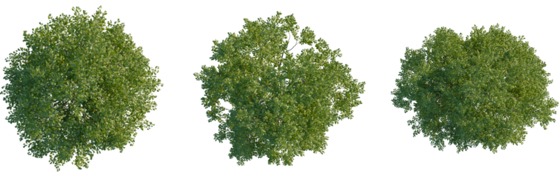 Quercus cerris tree plan, top view, cutout, transparent background, isolate, Green trees from above, perfect for landscape architectural designs