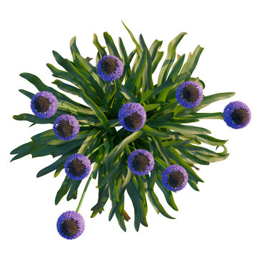 Scilla peruviana tree plan, top view, cutout, transparent background, isolate, Stunning allium flower arrangement with vibrant purple blooms overhead