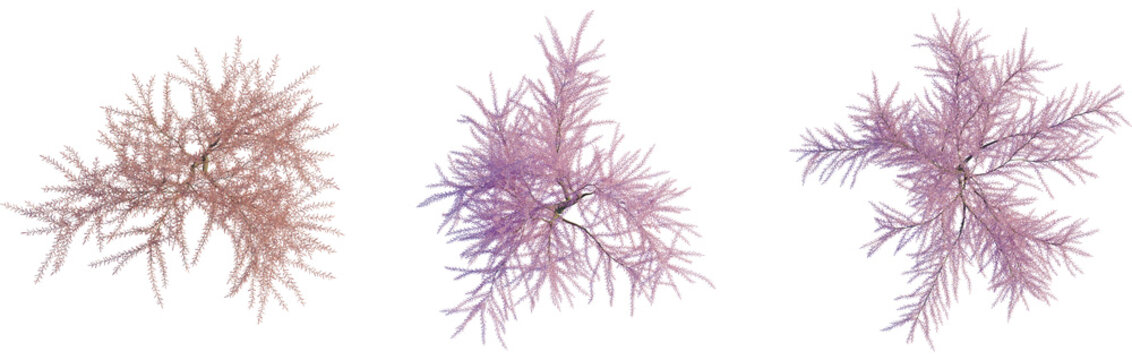 Tamarix gallica tree plan, top view, cutout, transparent background, isolate, Detailed top view of three pink tamarisk trees for architectural plans