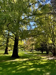 Fototapeta premium Majestic Ancient Tree Casting Shadow on Sunny Green Meadow in Park