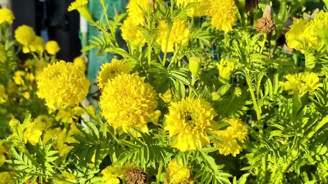 庭に咲いたキク科のコレオプシスが風に揺れる風景