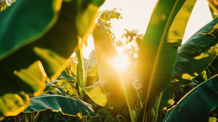 Bright Sunlight Filtering Through Lush Green Banana Leaves in a Tropical Garden at Golden Hour