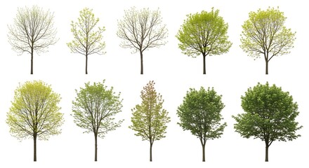 Obraz premium Isolated set of ten deciduous trees with spring foliage stages