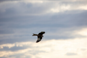 Frühlings-Wanderung zum Albishorn in Kanton Zürich